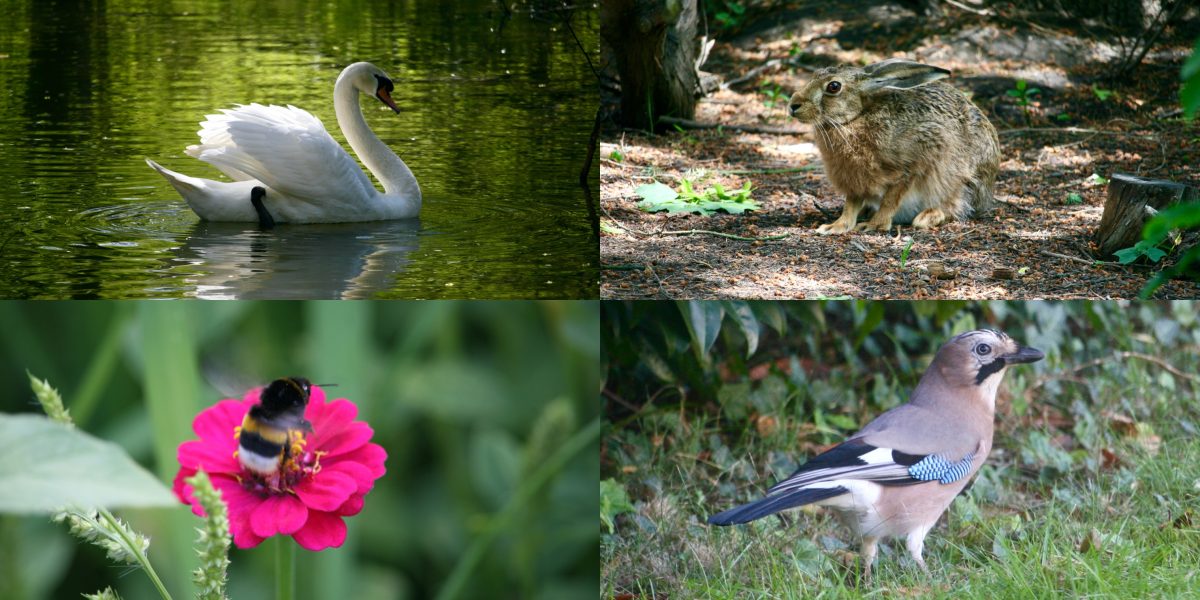 «Добро победит Zло!» (Я надеюсь)